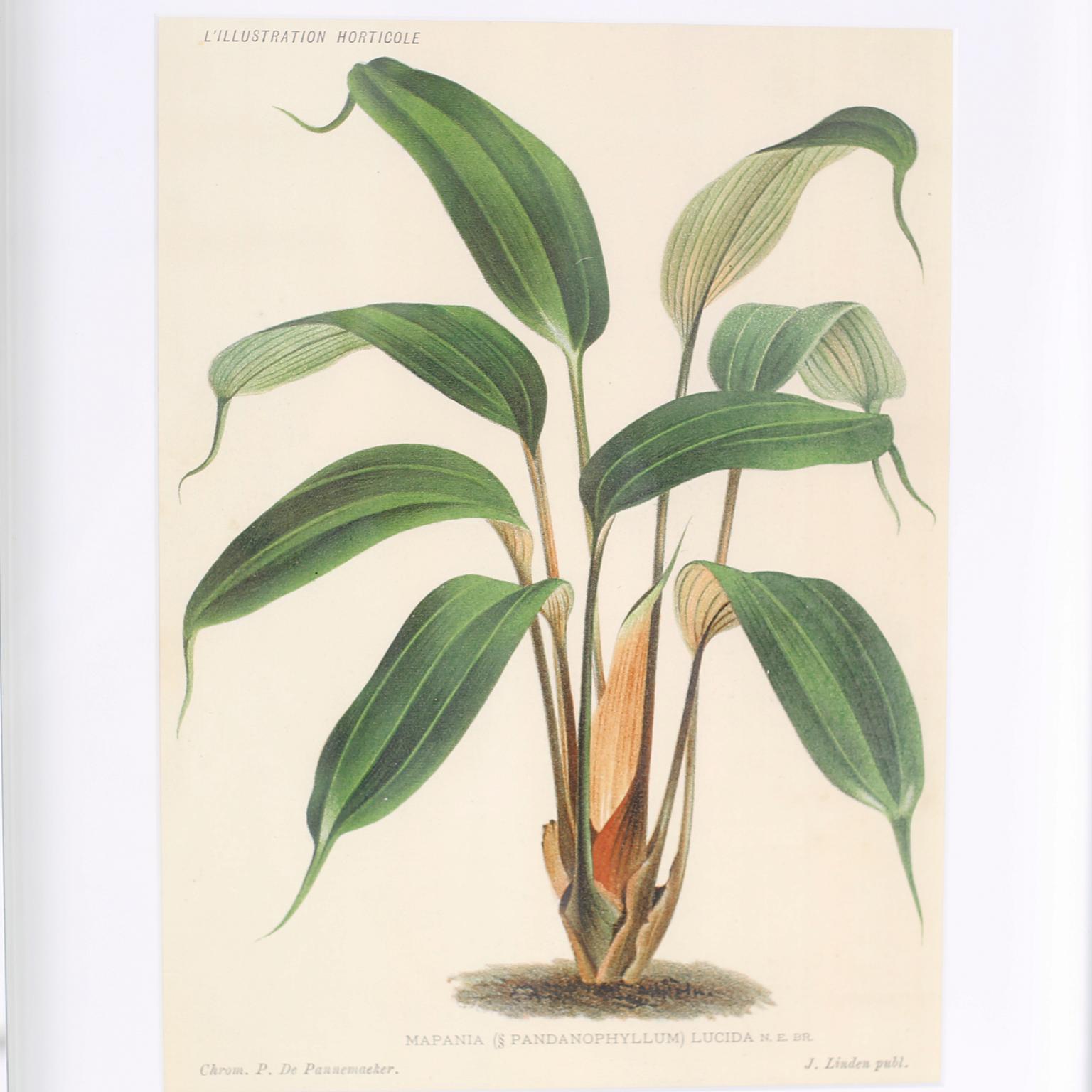 Set di sei stampe botaniche di specie di piante tropicali descritte in latino e presentate in eleganti cornici a specchio smussate realizzate a mano. Firmato Trowbridge sul retro.