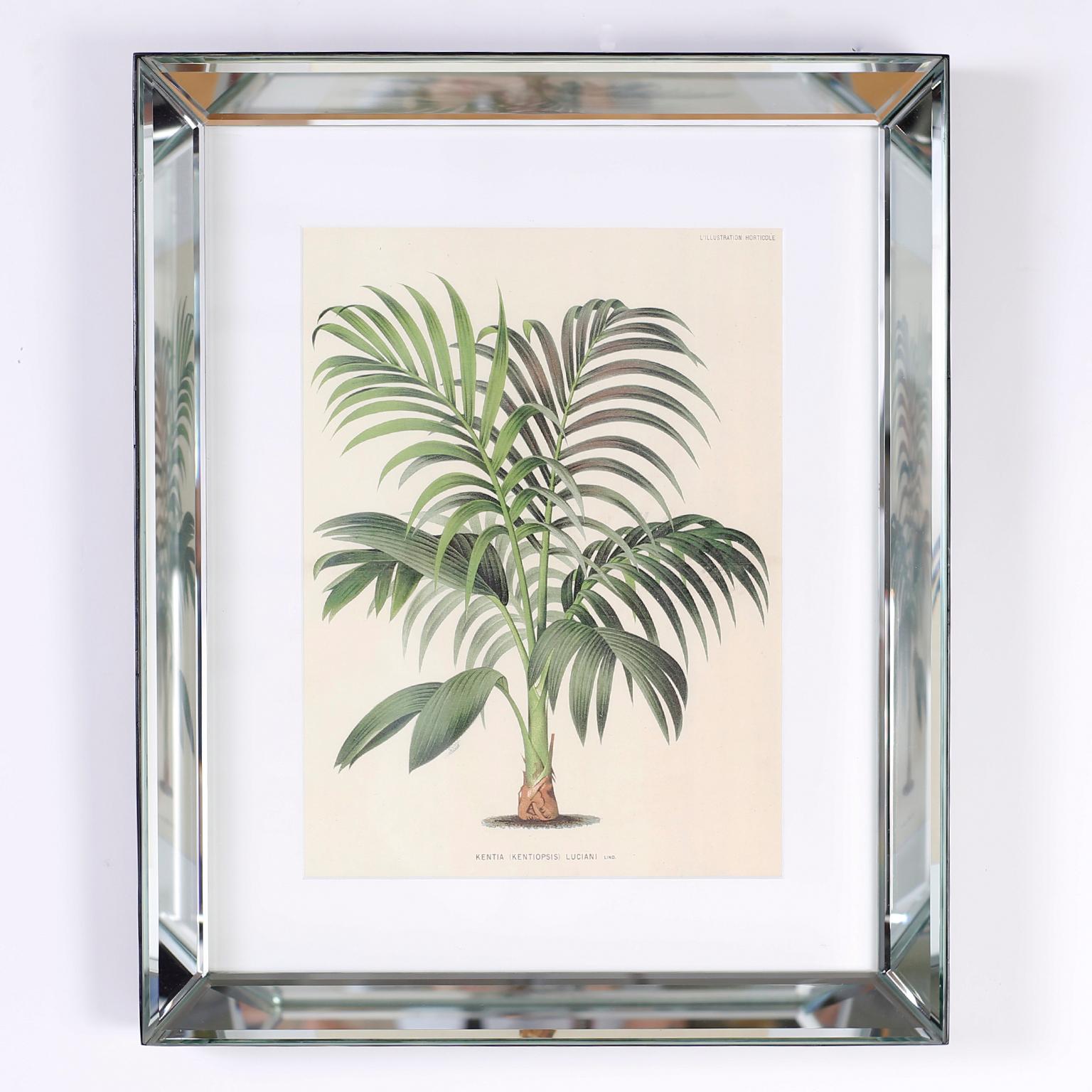 Set di sei stampe botaniche in cornici a specchio di Trowbridge 1