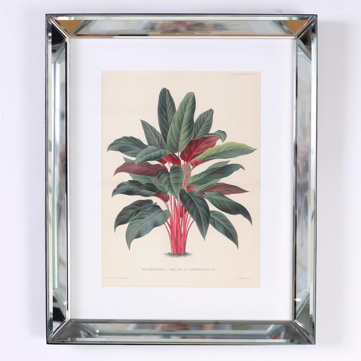 Set di sei stampe botaniche in cornici a specchio di Trowbridge 3