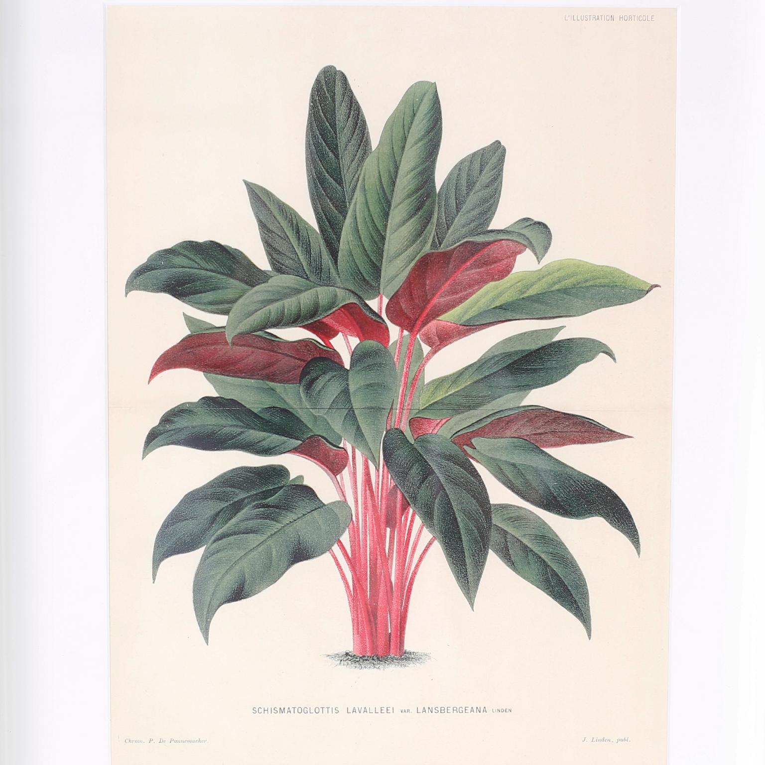 Set di sei stampe botaniche in cornici a specchio di Trowbridge 4