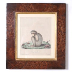 Set of Six Copper Plate Engravings of Monkeys