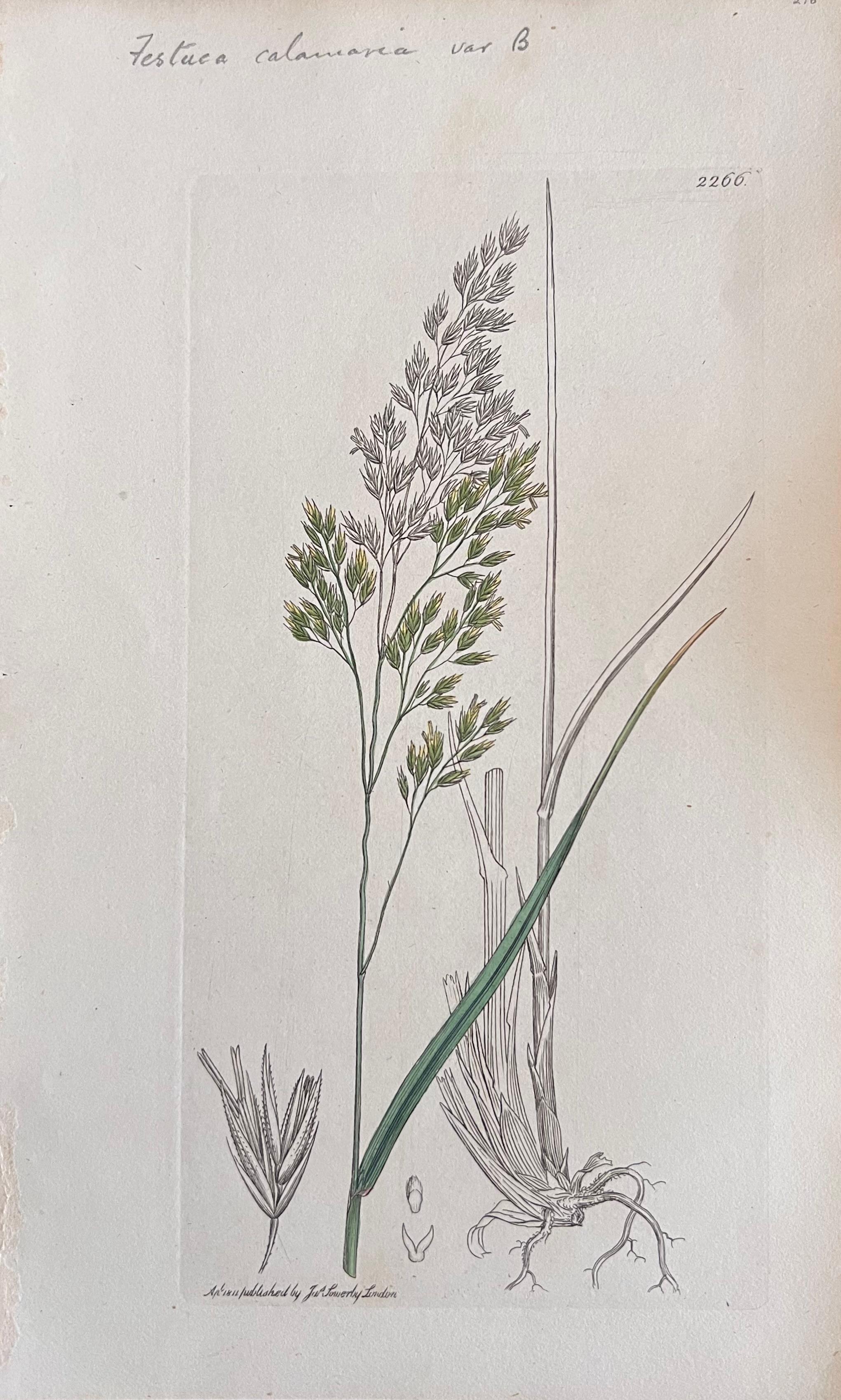 Set di sei raffinati dipinti botanici Antique British, 1900 circa - Art Art Déco di Unknown