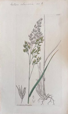 Set of Six Fine Antique British Botanical Paintings, circa 1900's