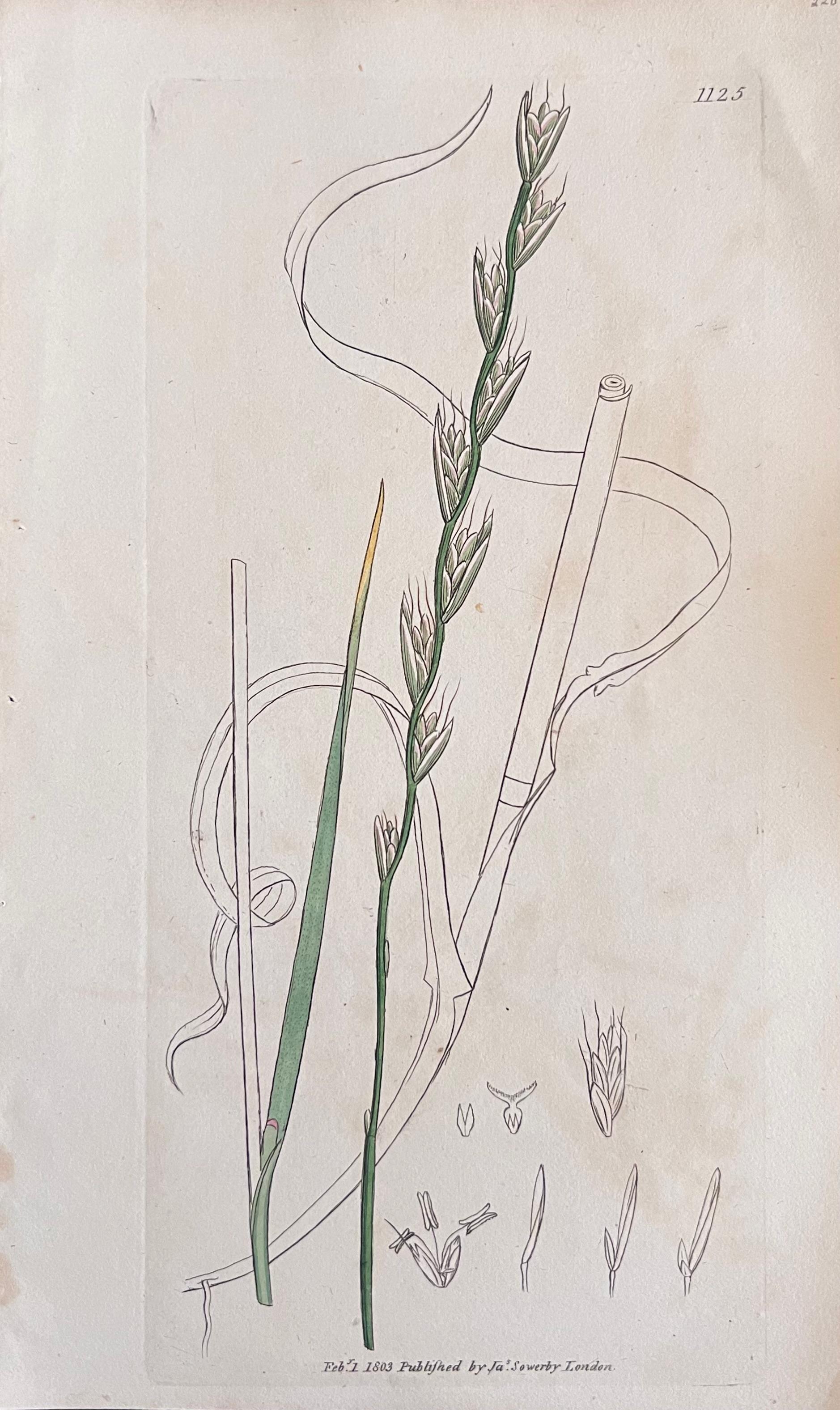 Set di sei stampe botaniche colorate a mano/ litografie e incisioni 
Pubblicato da G. Ridgway, S. Curtis, W. Baxter e W. Fitch 
Prima metà del XIX secolo 
Dimensioni: immagine: 8,5 x 5,5 pollici 
Provenienza: collezione privata, Londra. 
Condit: Le