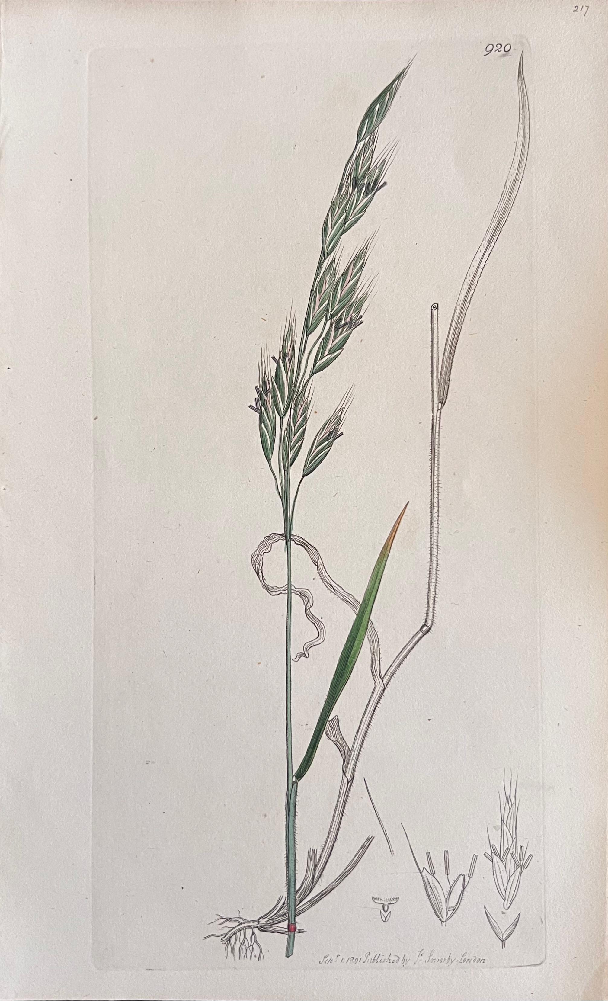 Set di sei raffinati dipinti botanici Antique British, 1900 circa in vendita 2