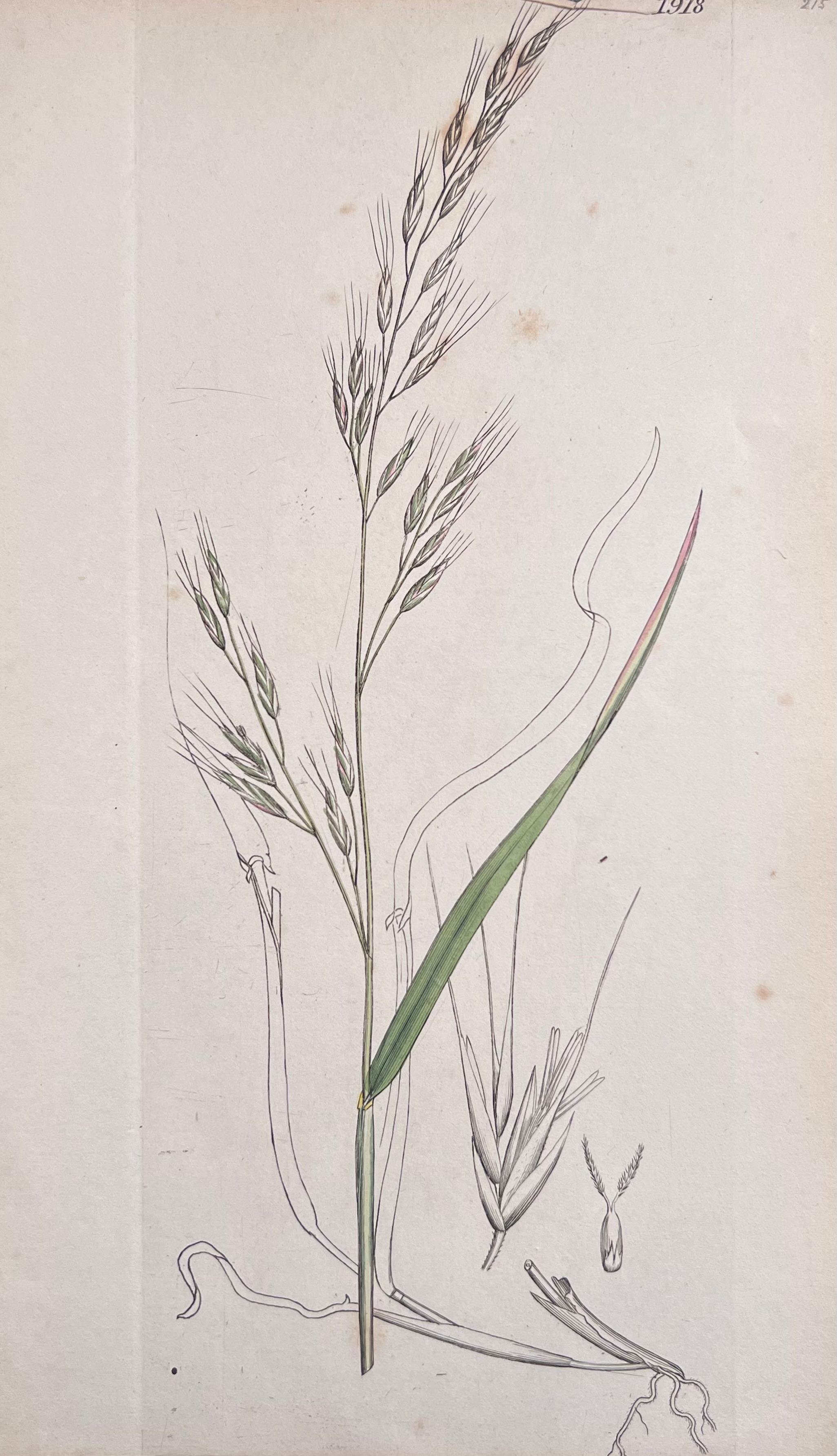Conjunto de seis finos grabados botánicos británicos antiguos coloreados a mano, alrededor de 1900 - Print de Unknown