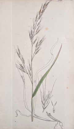 Set of Six Fine Antique British Hand Coloured Botanical Prints, circa 1900's