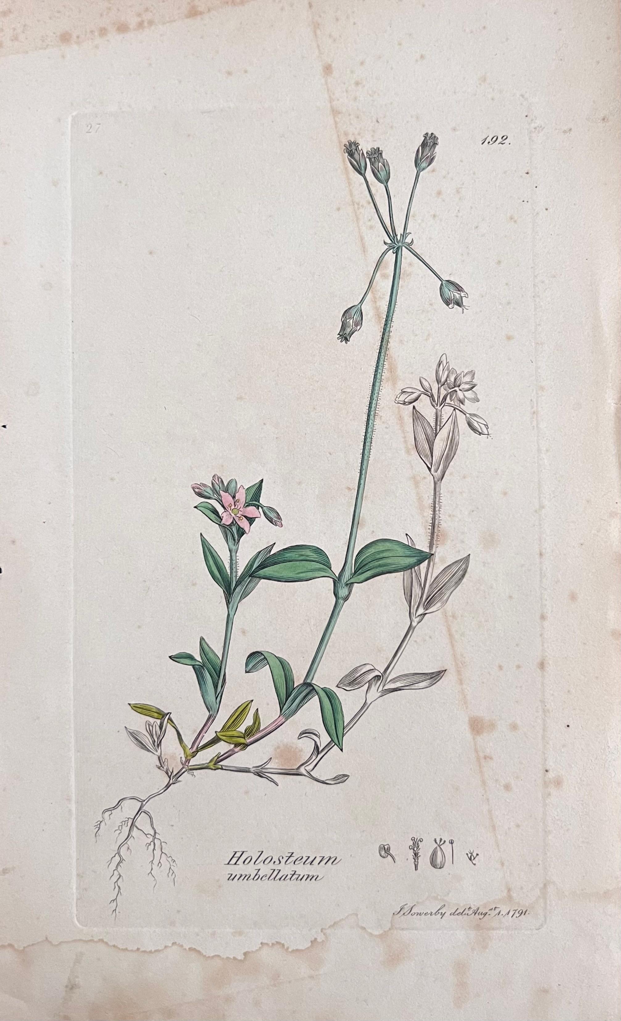 Conjunto de seis finos grabados botánicos británicos antiguos coloreados a mano, alrededor de 1900 - Print de Unknown