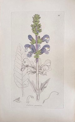 Set di sei raffinate stampe botaniche colorate a mano dell'Antique British, circa 1900