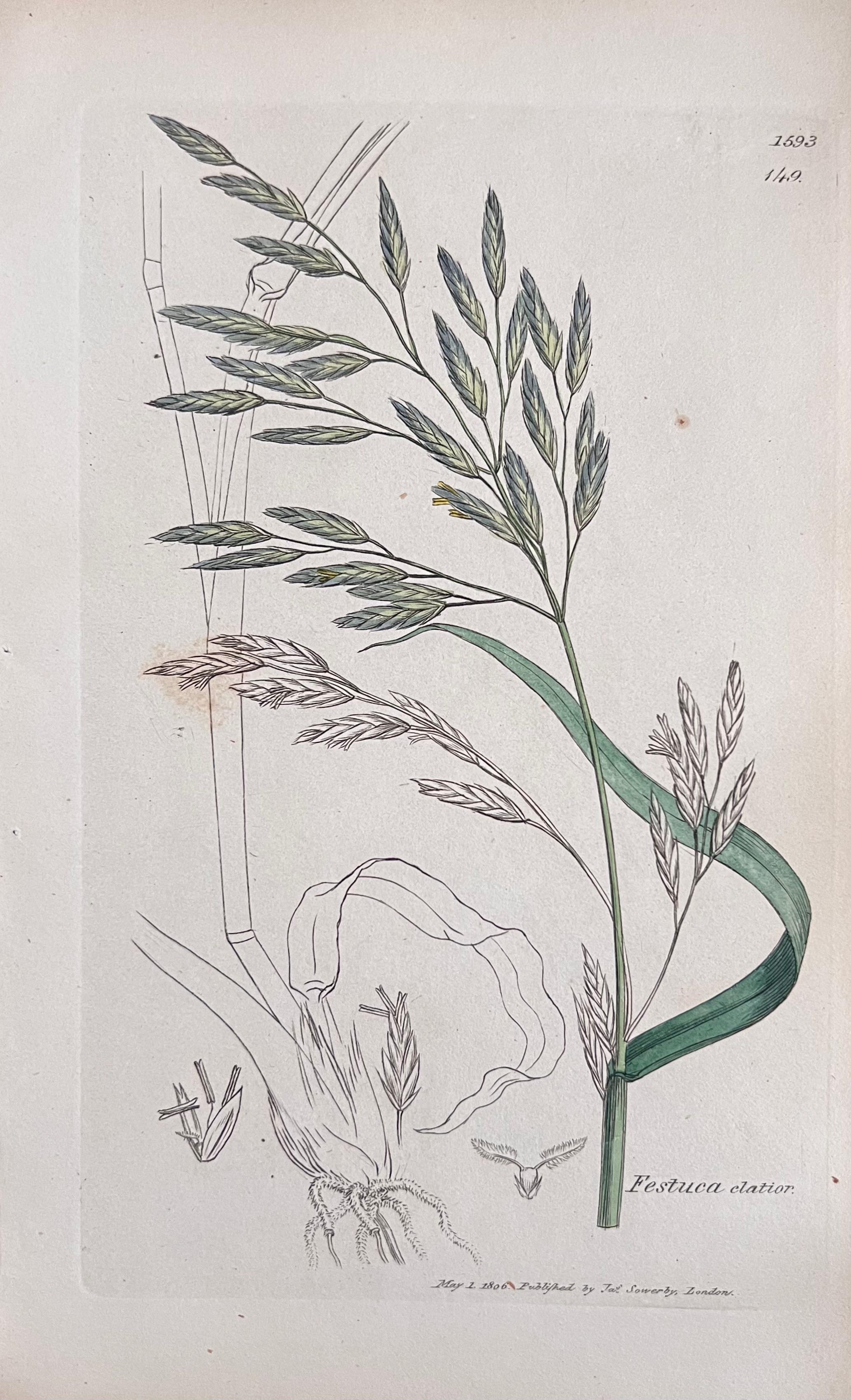 Conjunto de seis finos grabados botánicos británicos antiguos coloreados a mano, alrededor de 1900 - Art Art Decó de Unknown