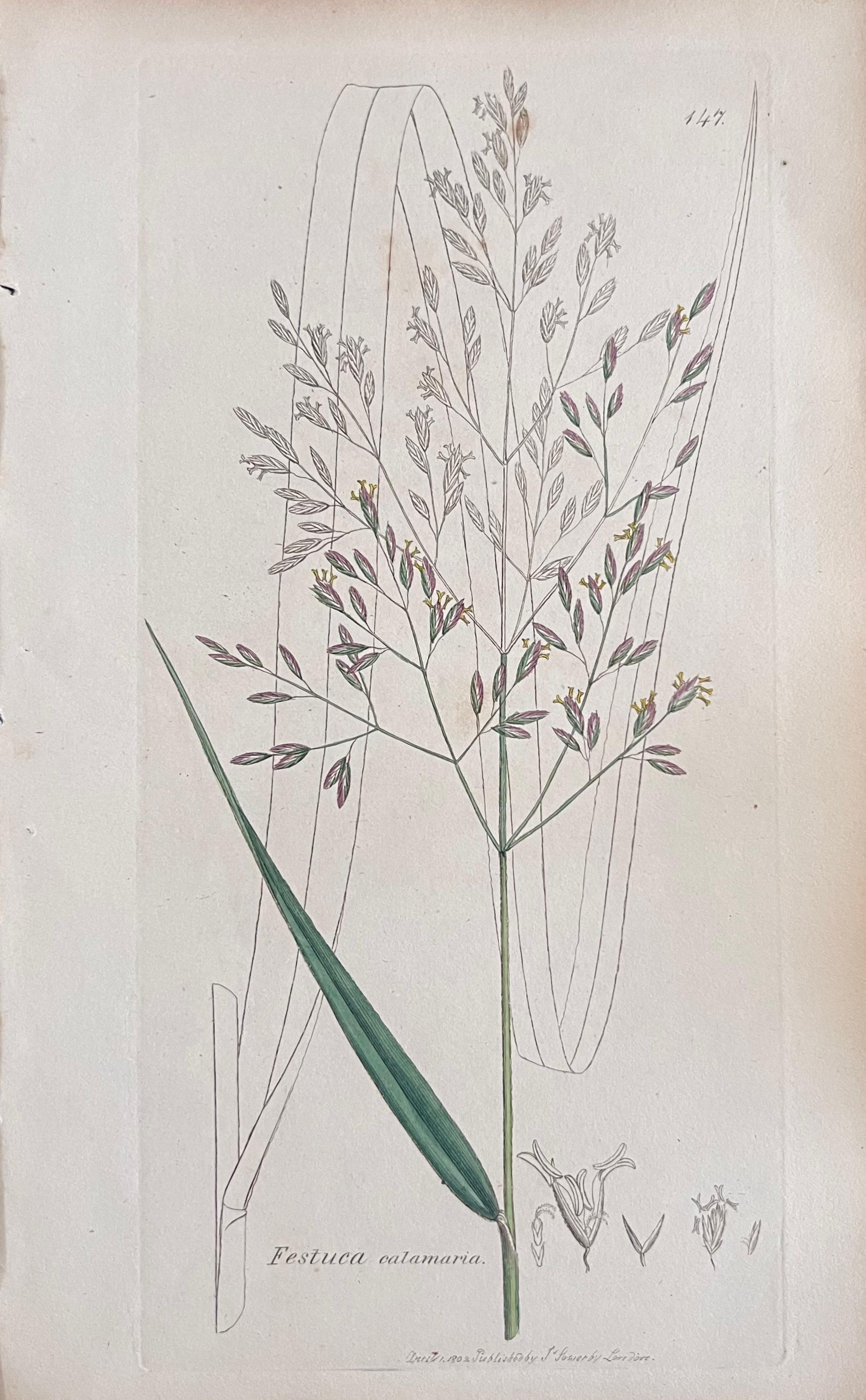 Conjunto de seis finos grabados botánicos británicos antiguos coloreados a mano, alrededor de 1900 - Print de Unknown