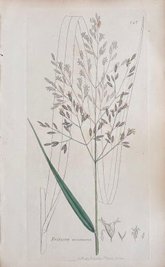 Set of Six Fine Antique British Hand Coloured Botanical Prints, circa 1900's