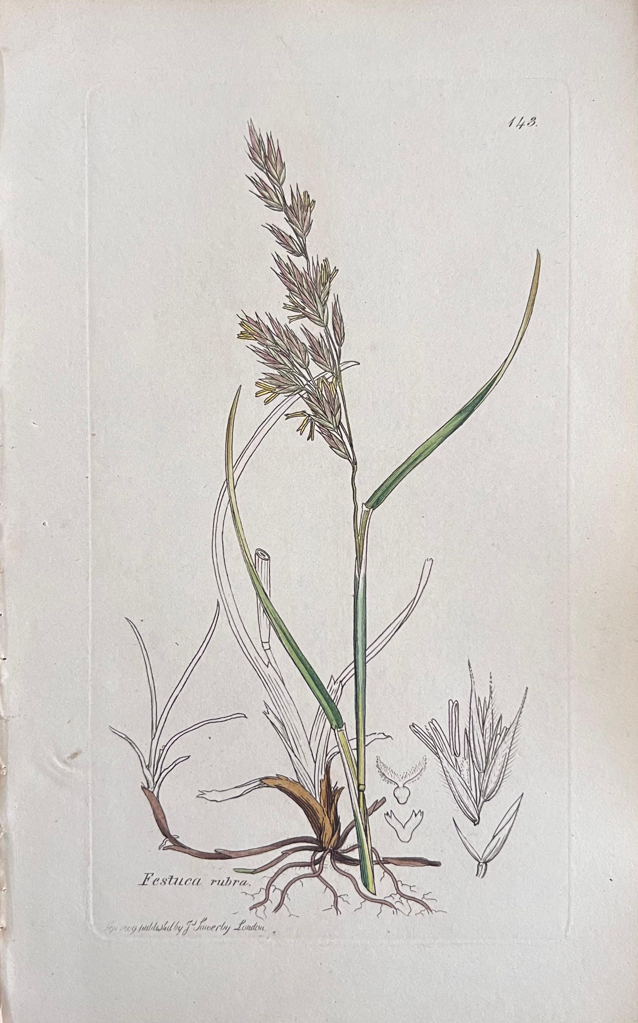 Conjunto de seis finos grabados botánicos británicos antiguos coloreados a mano, alrededor de 1900 - Art Art Decó de Unknown