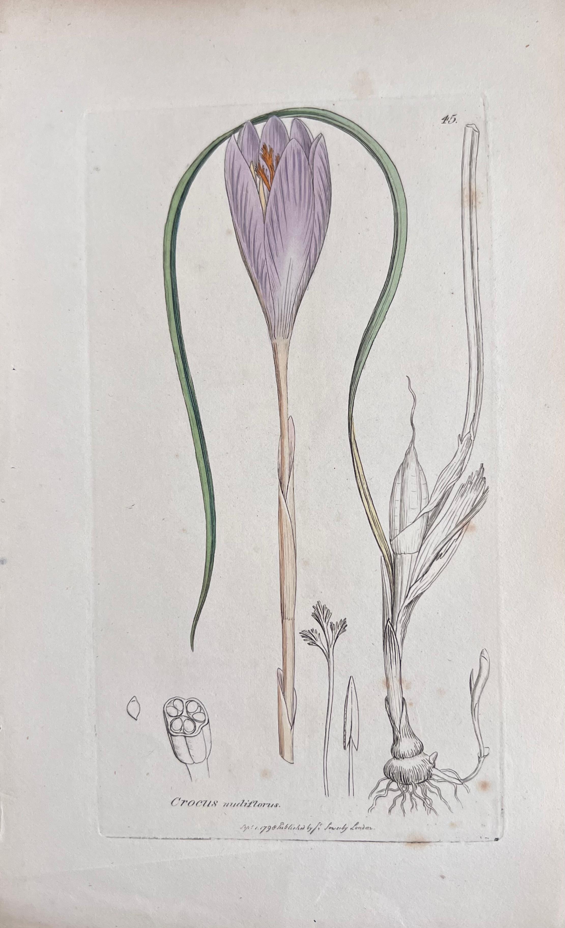 Conjunto de seis finos grabados botánicos británicos antiguos coloreados a mano, alrededor de 1900 - Print de Unknown