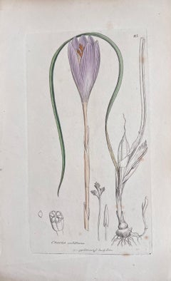 Conjunto de seis finos grabados botánicos británicos antiguos coloreados a mano, alrededor de 1900