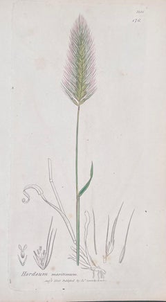 Set of Six Fine Antique British Hand Coloured Botanical Prints, circa 1900's