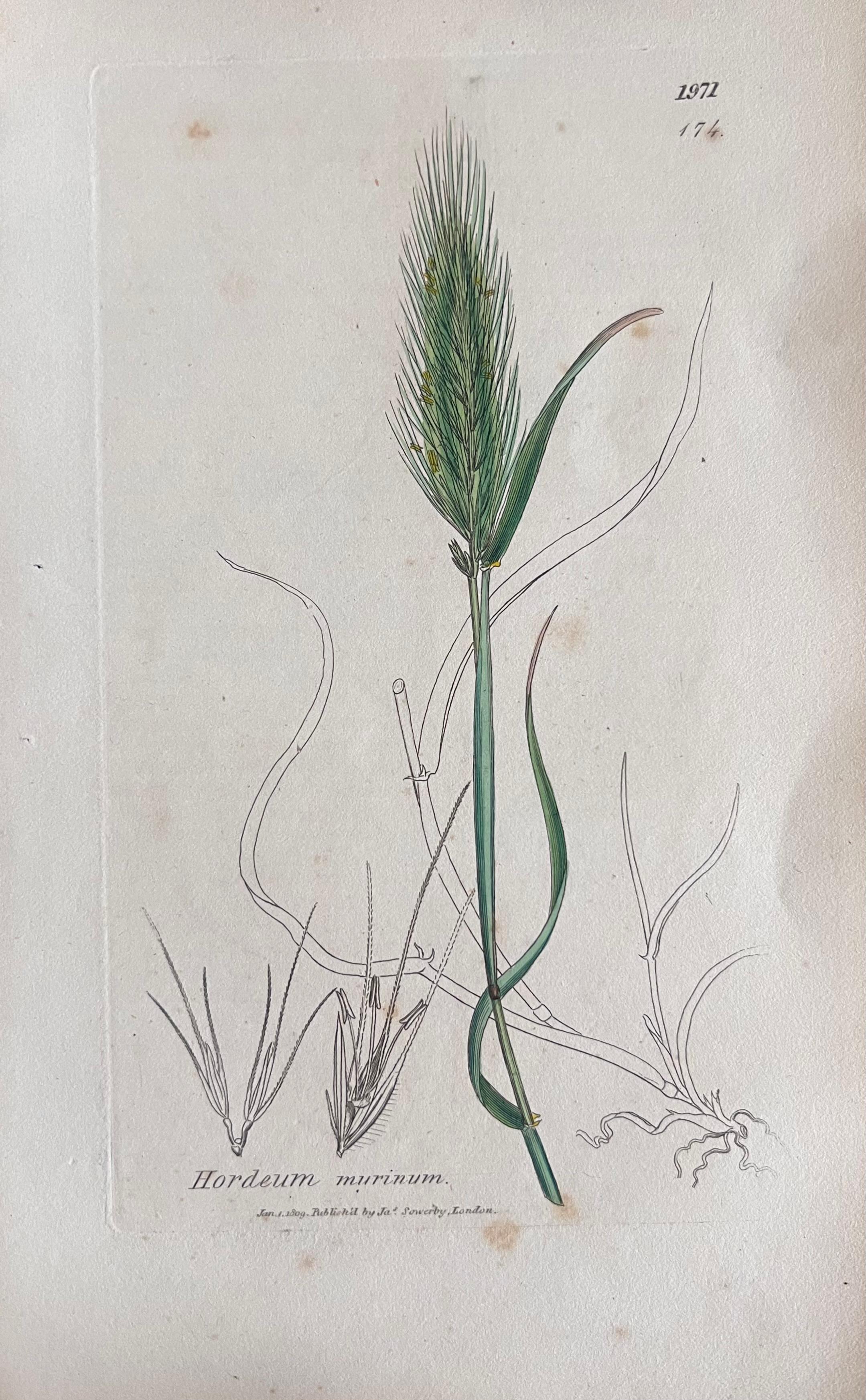 Set of Six Fine Antique British Hand Coloured Botanical Prints, circa 1900's - Gris Still-Life Print par Unknown