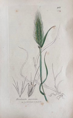 Set of Six Fine Antique British Hand Coloured Botanical Prints, circa 1900's