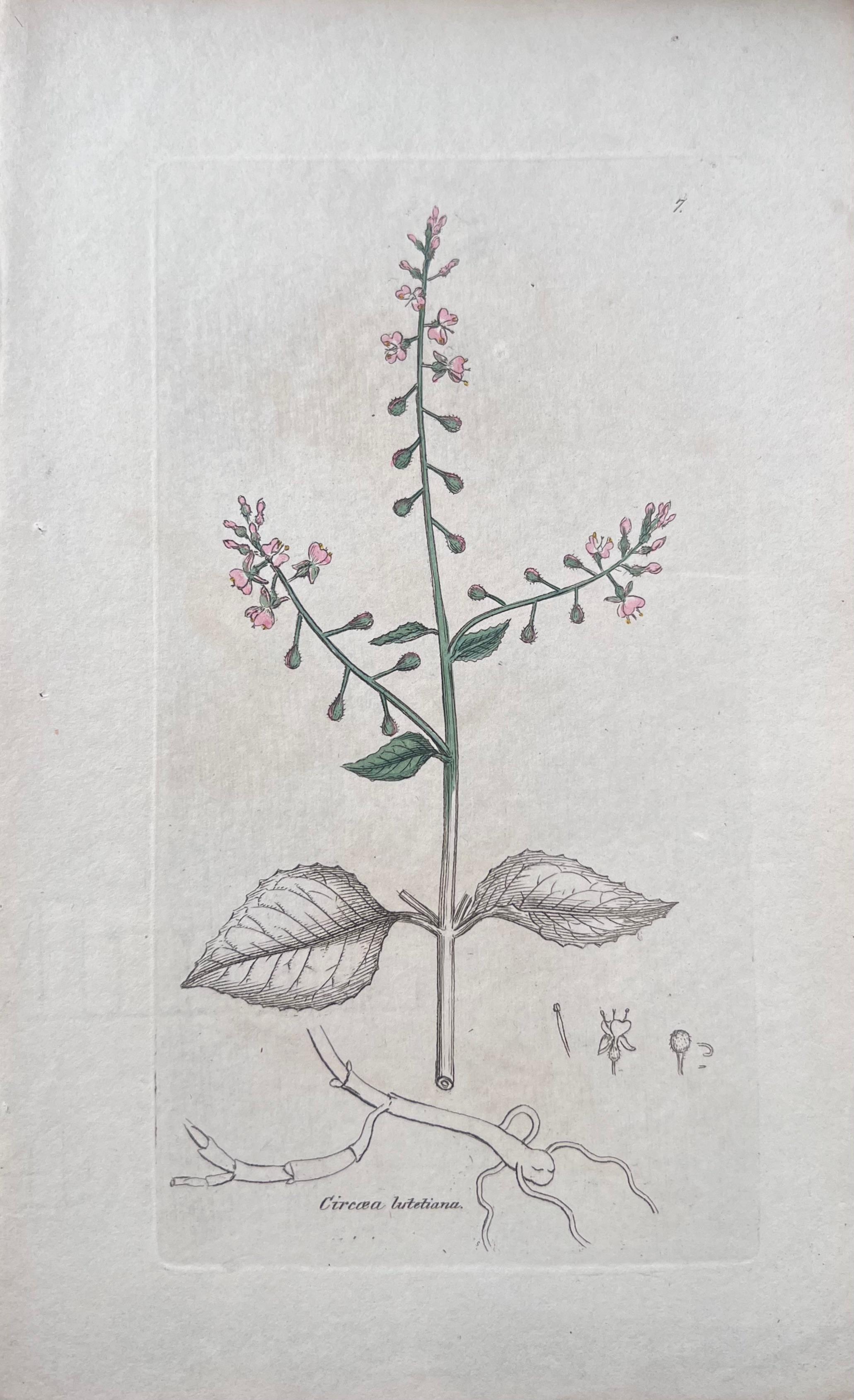 Set di sei raffinate stampe botaniche colorate a mano dell'Antique British, circa 1900 - Print di Unknown