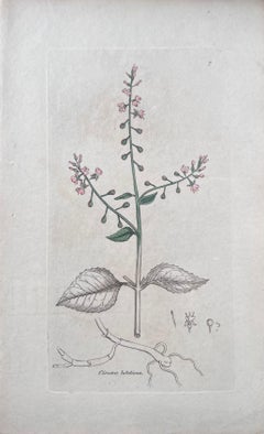 Set of Six Fine Antique British Hand Coloured Botanical Prints, circa 1900's