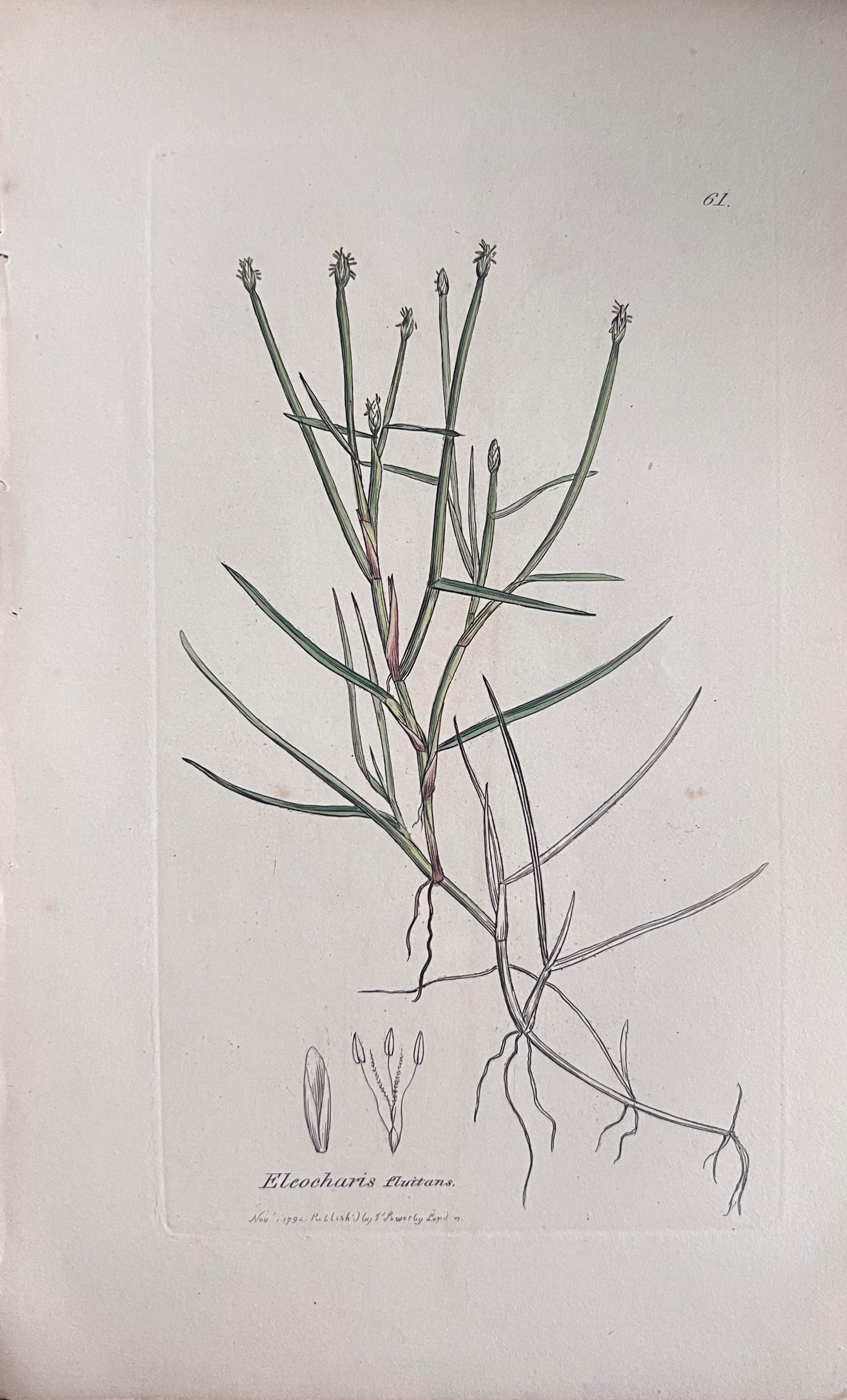 Set of Six Fine Antique British Hand Coloured Botanical Prints, circa 1900's - Gray Still-Life Print by Unknown