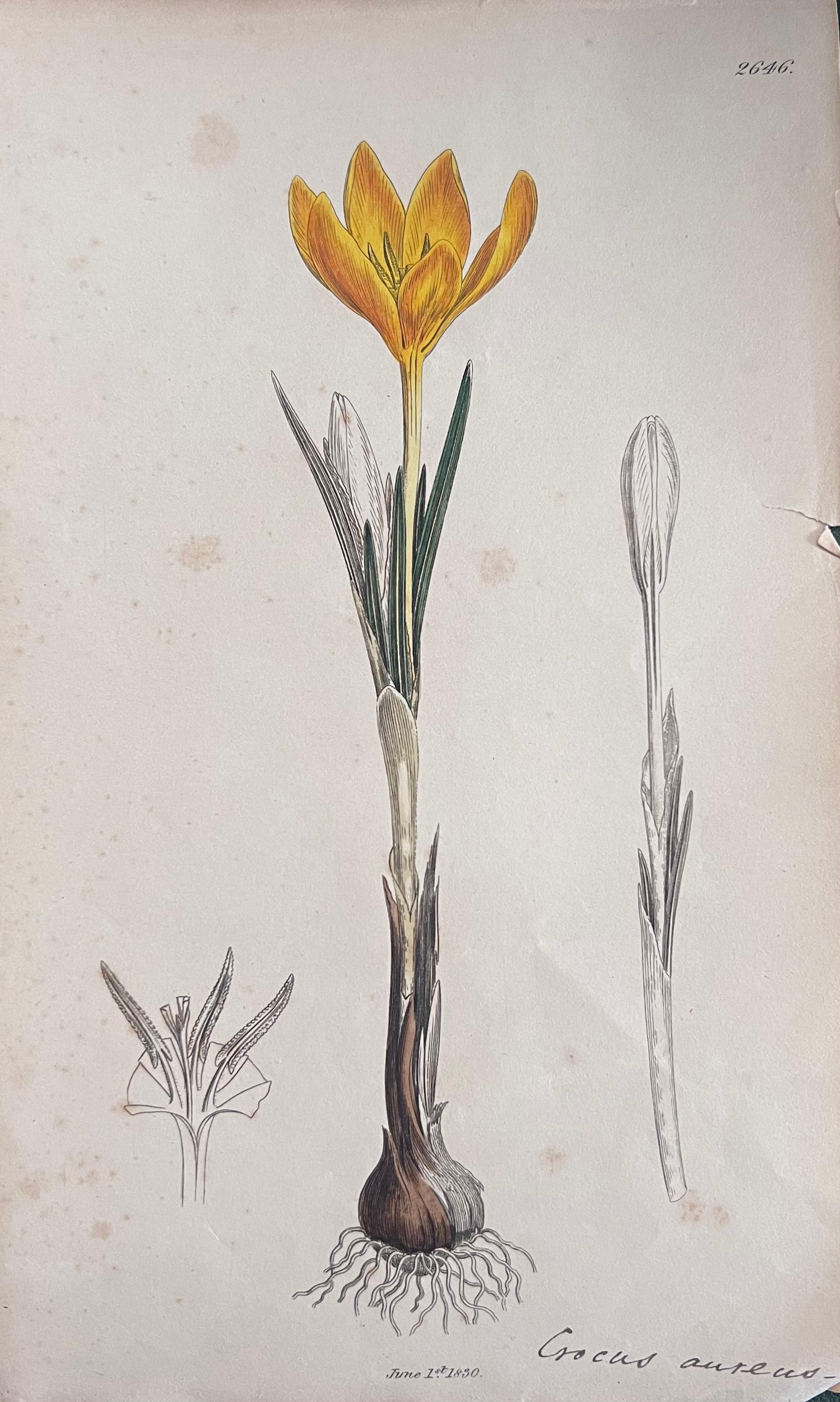 Set of Six Fine Antique British Hand Coloured Botanical Prints, circa 1900's - Gray Still-Life Print by Unknown