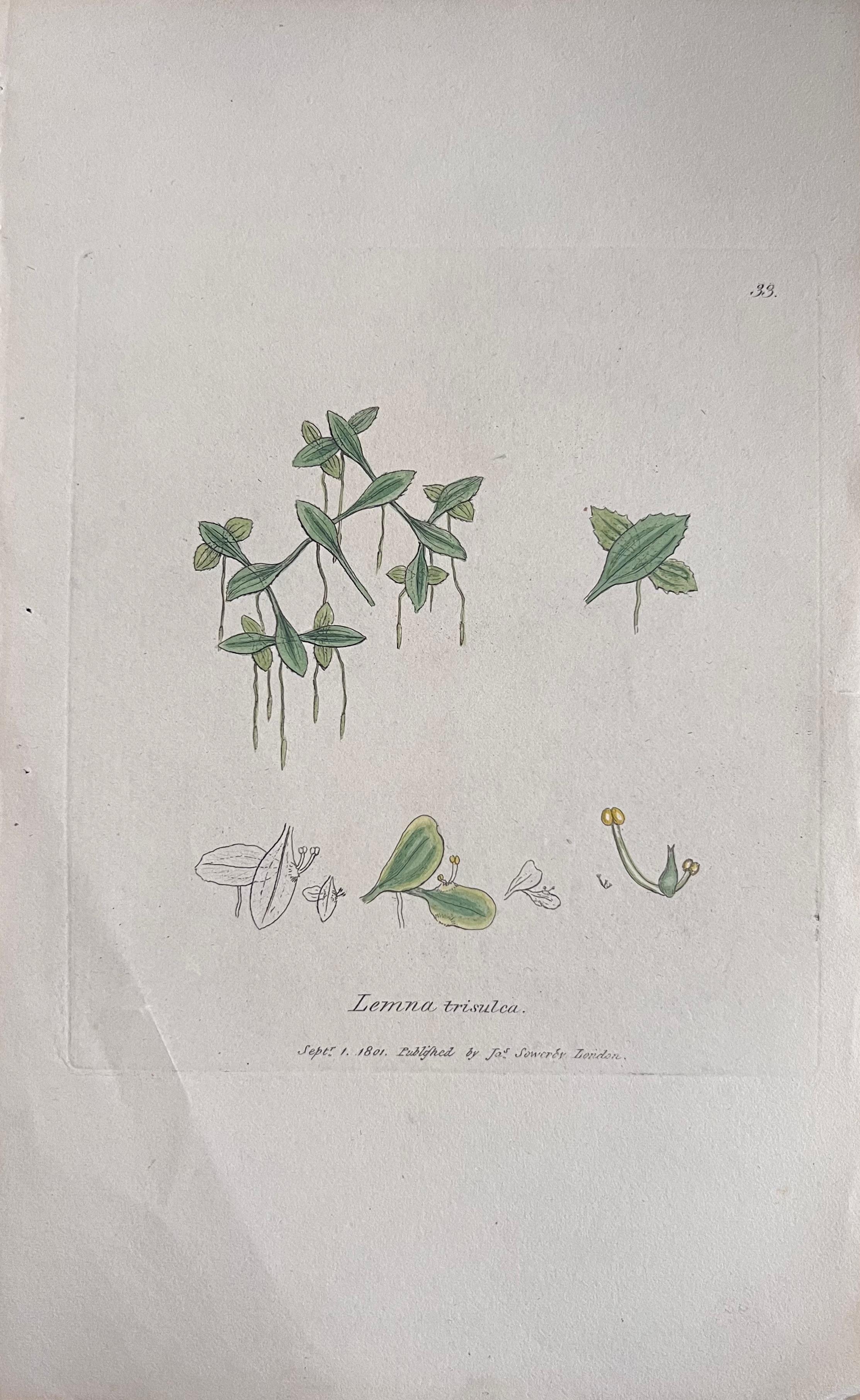 Set of Six Fine Antique British Hand Coloured Botanical Prints, circa 1900's - Art Deco Art by Unknown