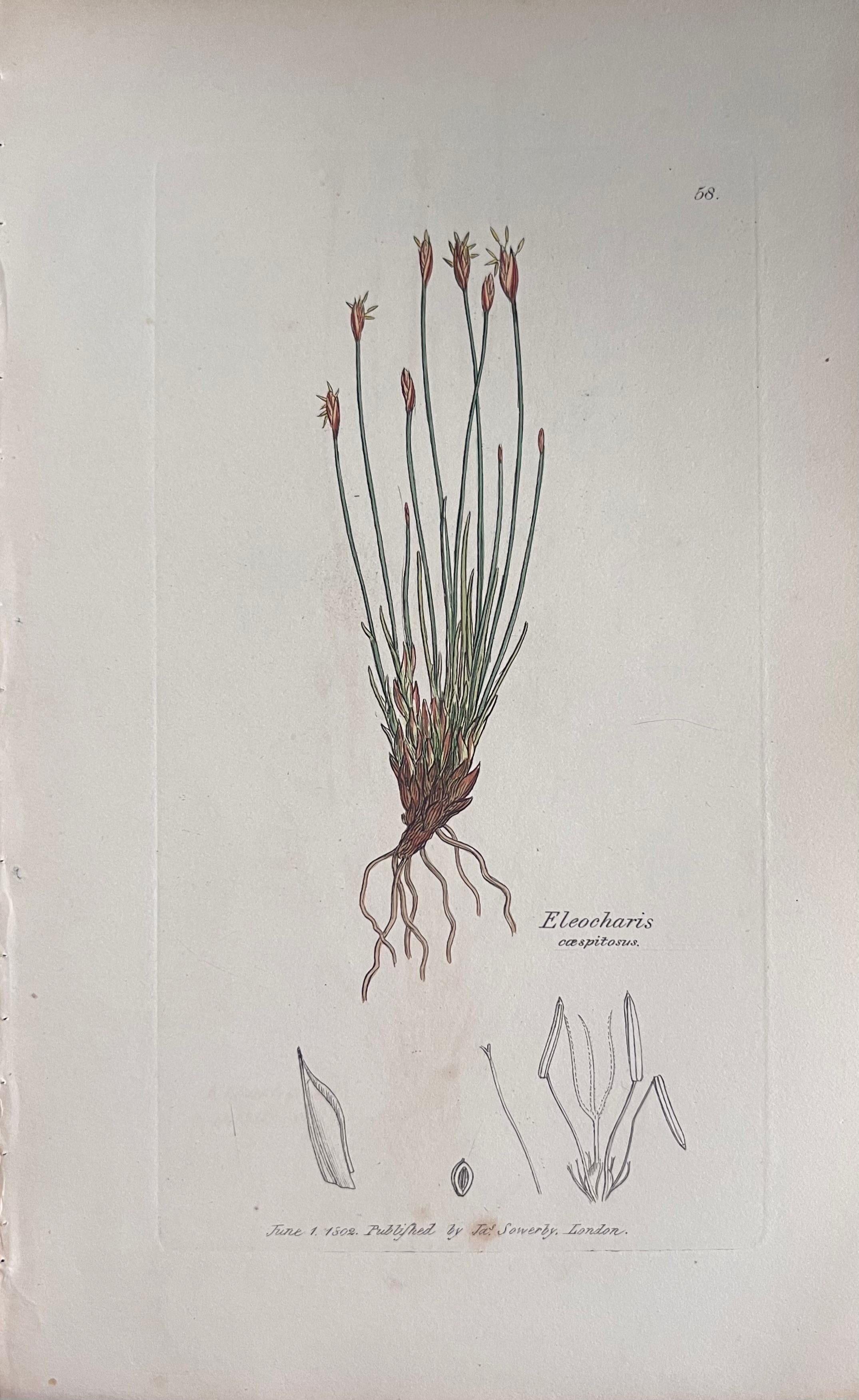 Set of Six Fine Antique British Hand Coloured Botanical Prints, circa 1900's - Art Deco Art by Unknown
