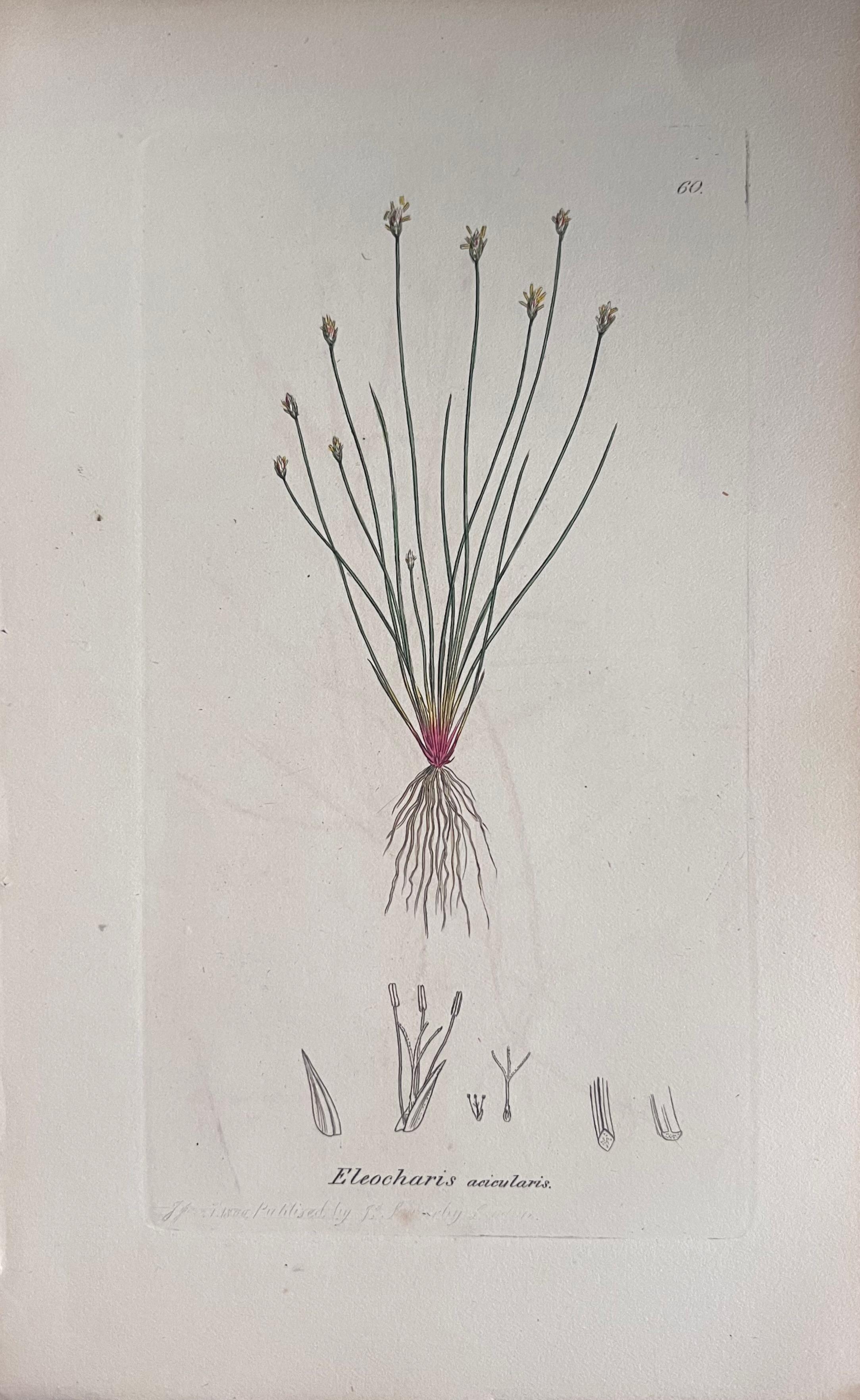 Set of Six Fine Antique British Hand Coloured Botanical Prints, circa 1900's - Gray Still-Life Print by Unknown