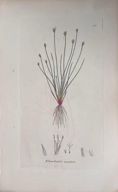 Set of Six Fine Antique British Hand Coloured Botanical Prints, circa 1900's