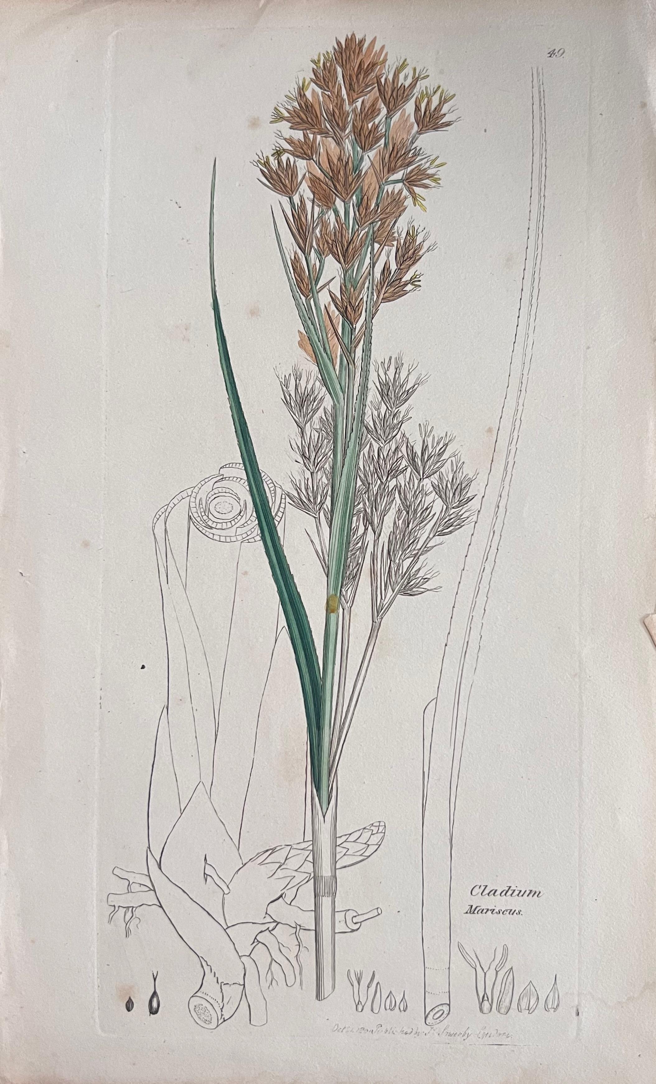 Set of Six Fine Antique British Hand Coloured Botanical Prints, circa 1900's - Gray Still-Life Print by Unknown