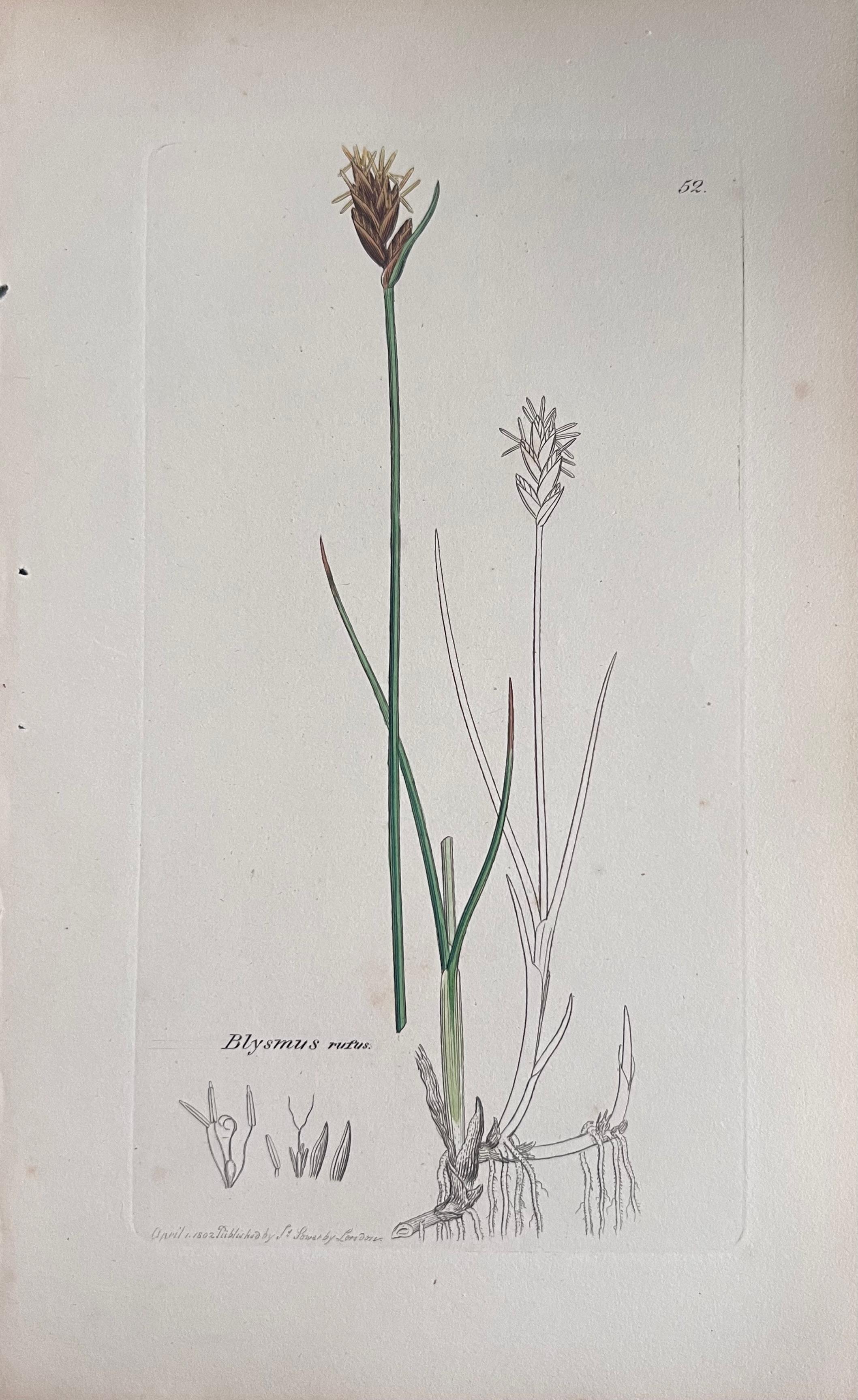 Set of Six Fine Antique British Hand Coloured Botanical Prints, circa 1900's - Art Deco Art by Unknown