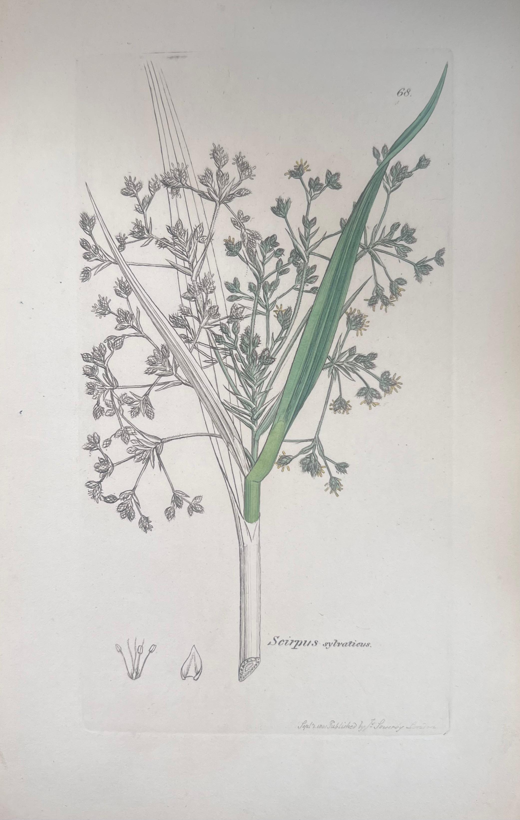 Set of Six Fine Antique British Hand Coloured Botanical Prints, circa 1900's - Art Deco Art by Unknown