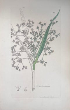 Set of Six Fine Antique British Hand Coloured Botanical Prints, circa 1900's