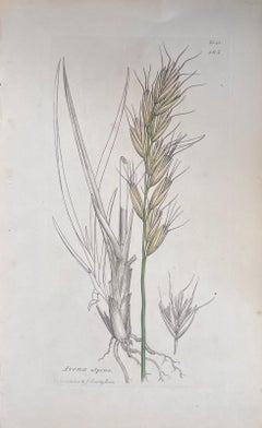 Set of Six Fine Antique British Hand Coloured Botanical Prints, circa 1900's