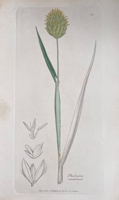 Satz von sechs feinen antiken britischen handkolorierten botanischen Drucken, um 1900