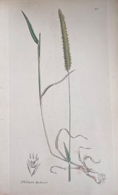 Set of Six Fine Antique British Hand Coloured Botanical Prints, circa 1900's