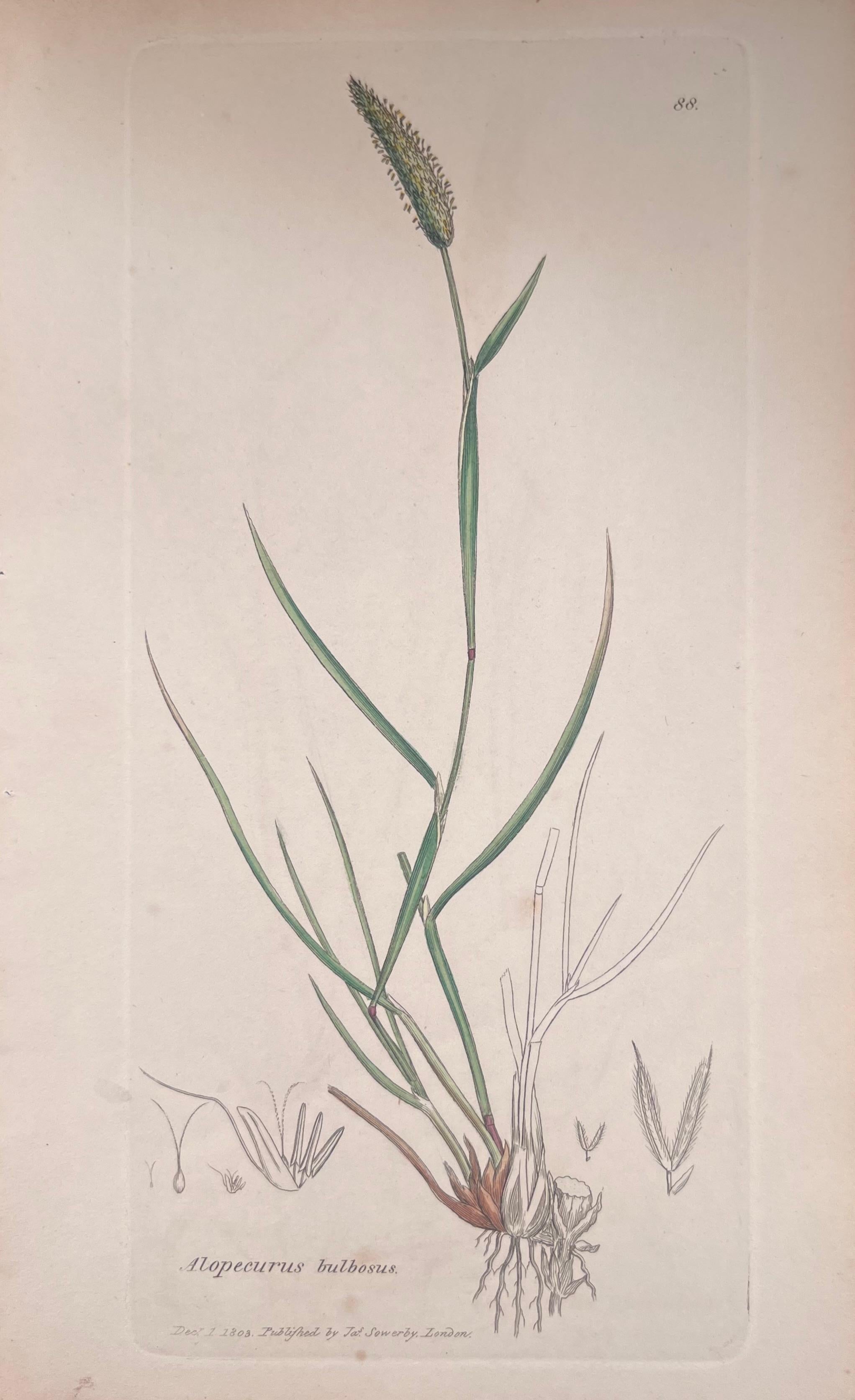 Set of Six Fine Antique British Hand Coloured Botanical Prints, circa 1900's - Art Deco Art by Unknown