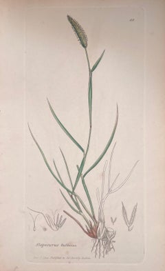 Set of Six Fine Antique British Hand Coloured Botanical Prints, circa 1900's