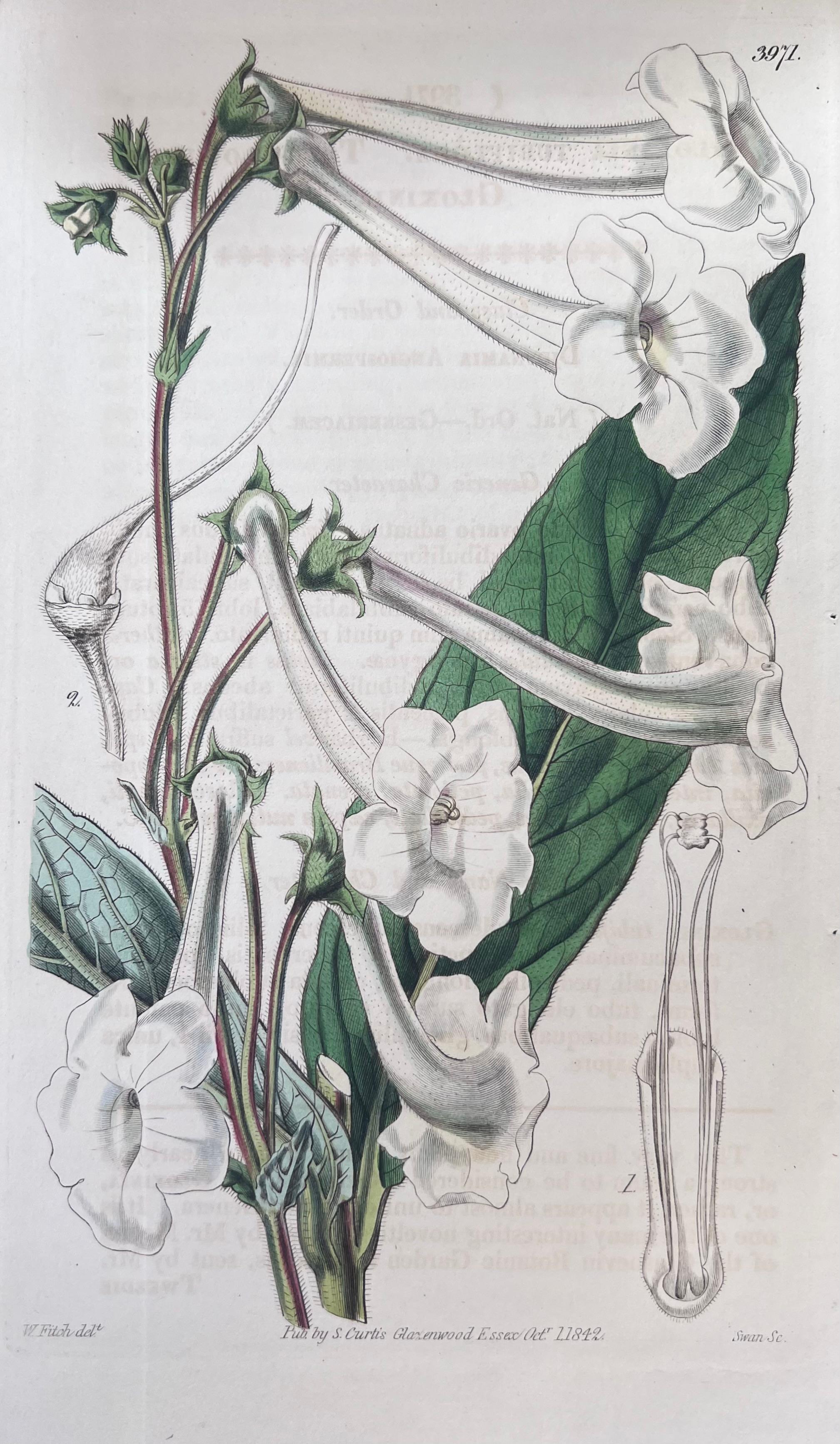 Set of Six Fine Antique British Hand Coloured Botanical Prints, circa 1900's - Gray Still-Life Print by Unknown