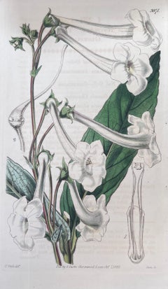 Set of Six Fine Antique British Hand Coloured Botanical Prints, circa 1900's