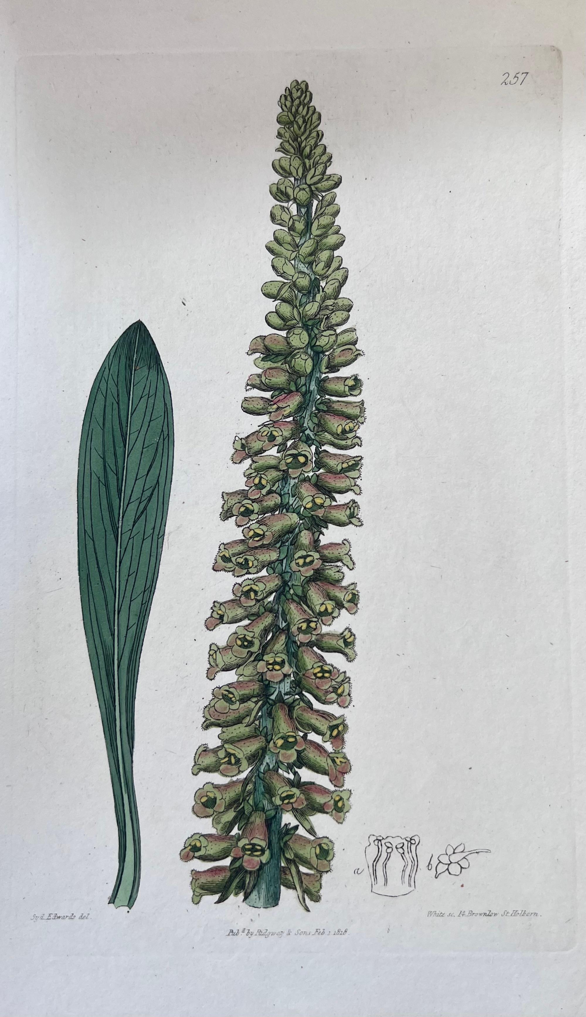 Set of Six Fine Antique British Hand Coloured Botanical Prints, circa 1900's - Art Deco Art by Unknown