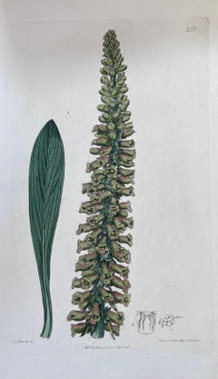 Set of Six Fine Antique British Hand Coloured Botanical Prints, circa 1900's