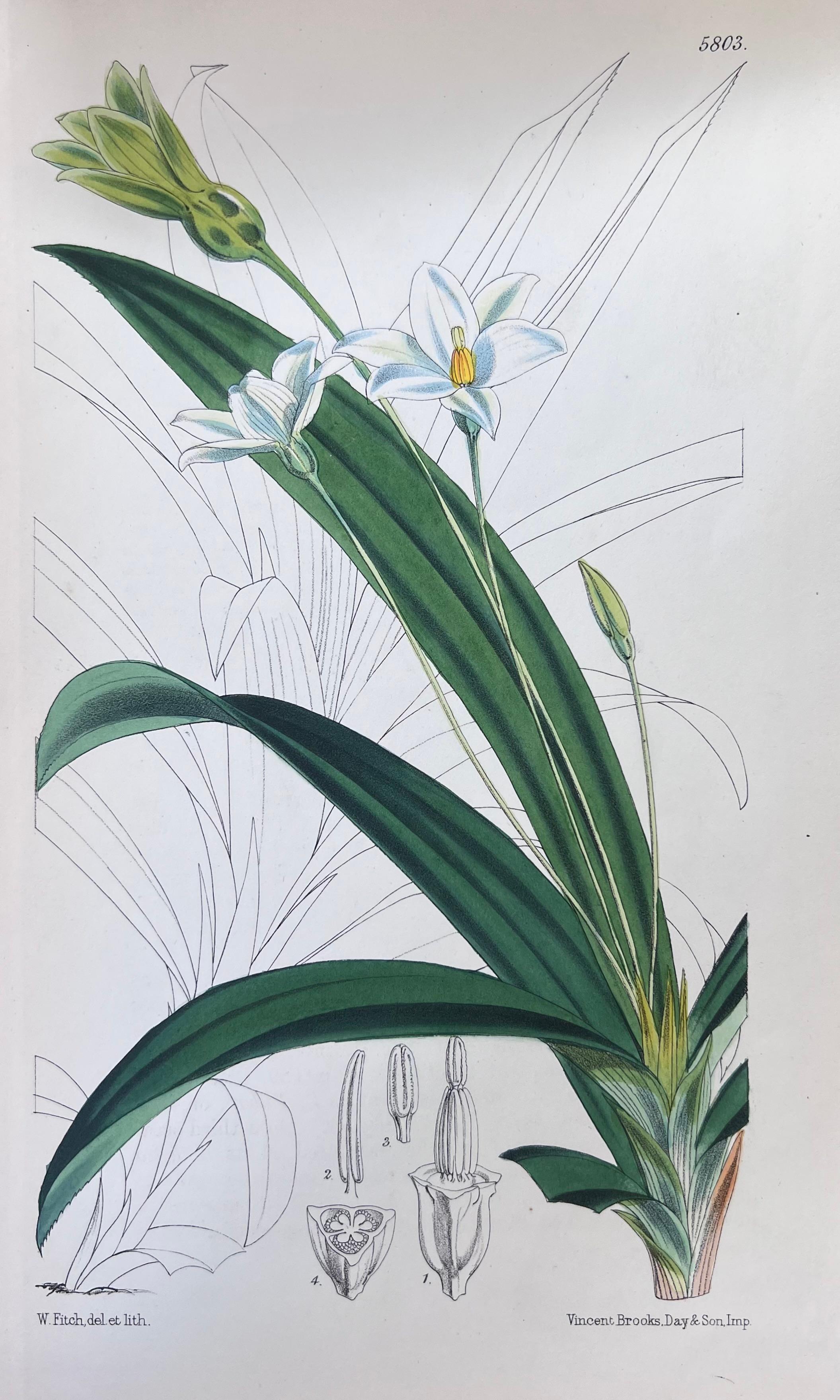 Set of Six Fine Antique British Hand Coloured Botanical Prints, circa 1900's - Art Deco Art by Unknown
