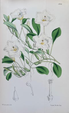 Set of Six Fine Antique British Hand Coloured Botanical Prints, circa 1900's