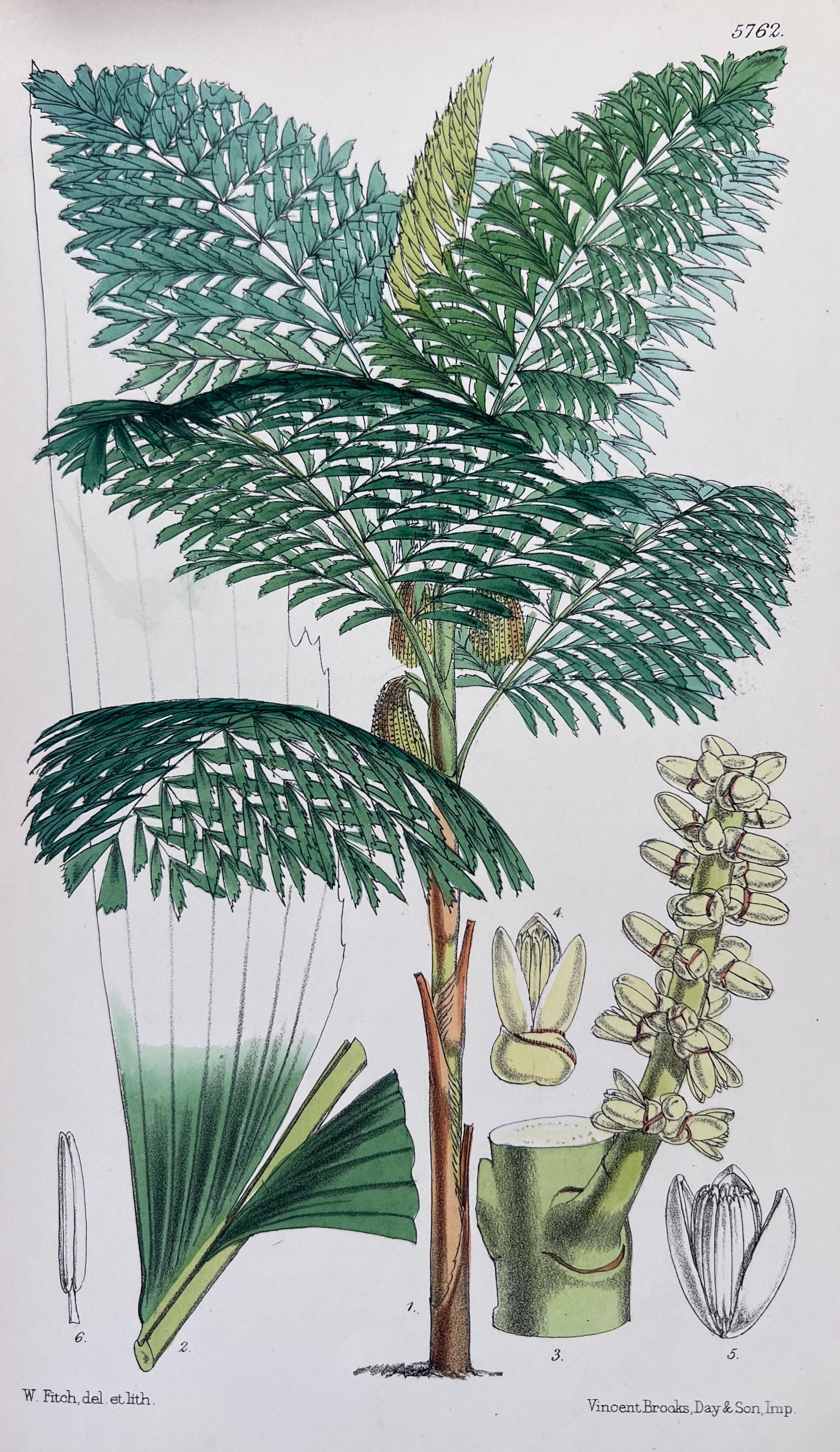 Set of Six Fine Antique British Hand Coloured Botanical Prints, circa 1900's - Art Deco Art by Unknown