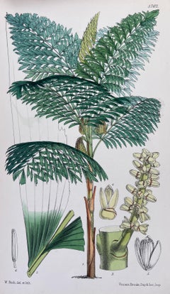 Satz von sechs feinen antiken britischen handkolorierten botanischen Drucken, um 1900