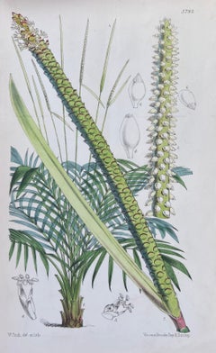 Set of Six Fine Antique British Hand Coloured Botanical Prints, circa 1900's