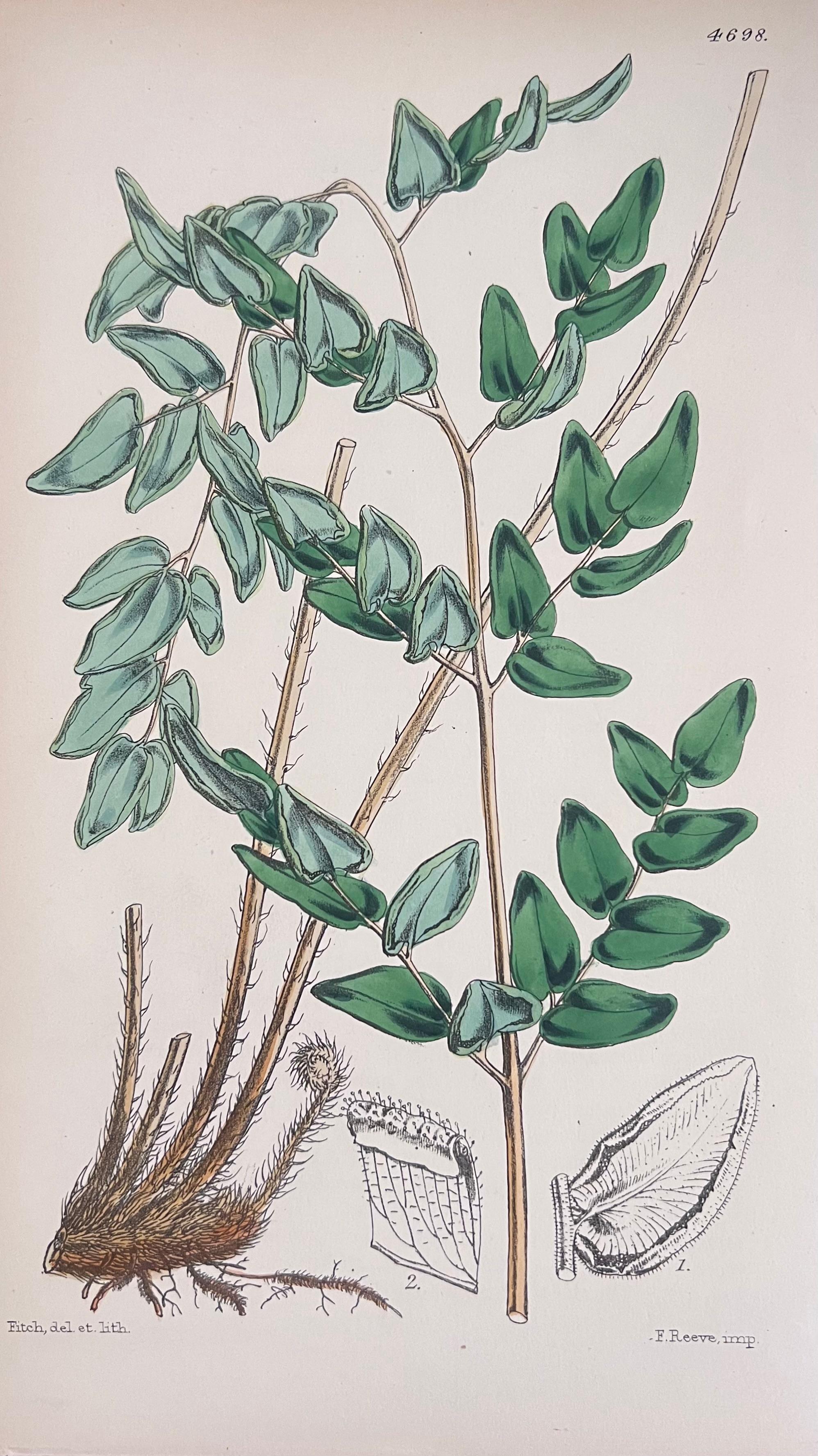 Satz von sechs feinen antiken britischen handkolorierten botanischen Drucken, um 1900 – Print von Unknown