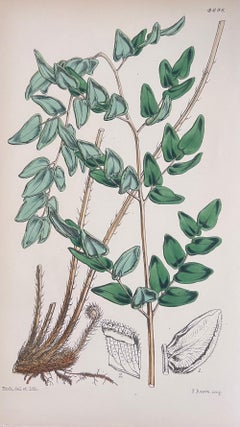 Set di sei raffinate stampe botaniche colorate a mano dell'Antique British, circa 1900